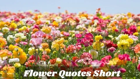 Flower Quotes Short | 781 Buds Of Brilliance In 2025