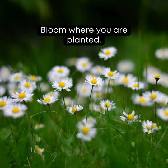 Short Flower Quotes for Instagram Captions