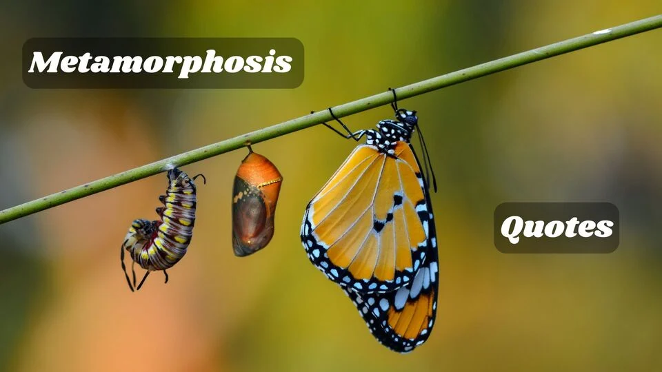 Metamorphosis Quotes