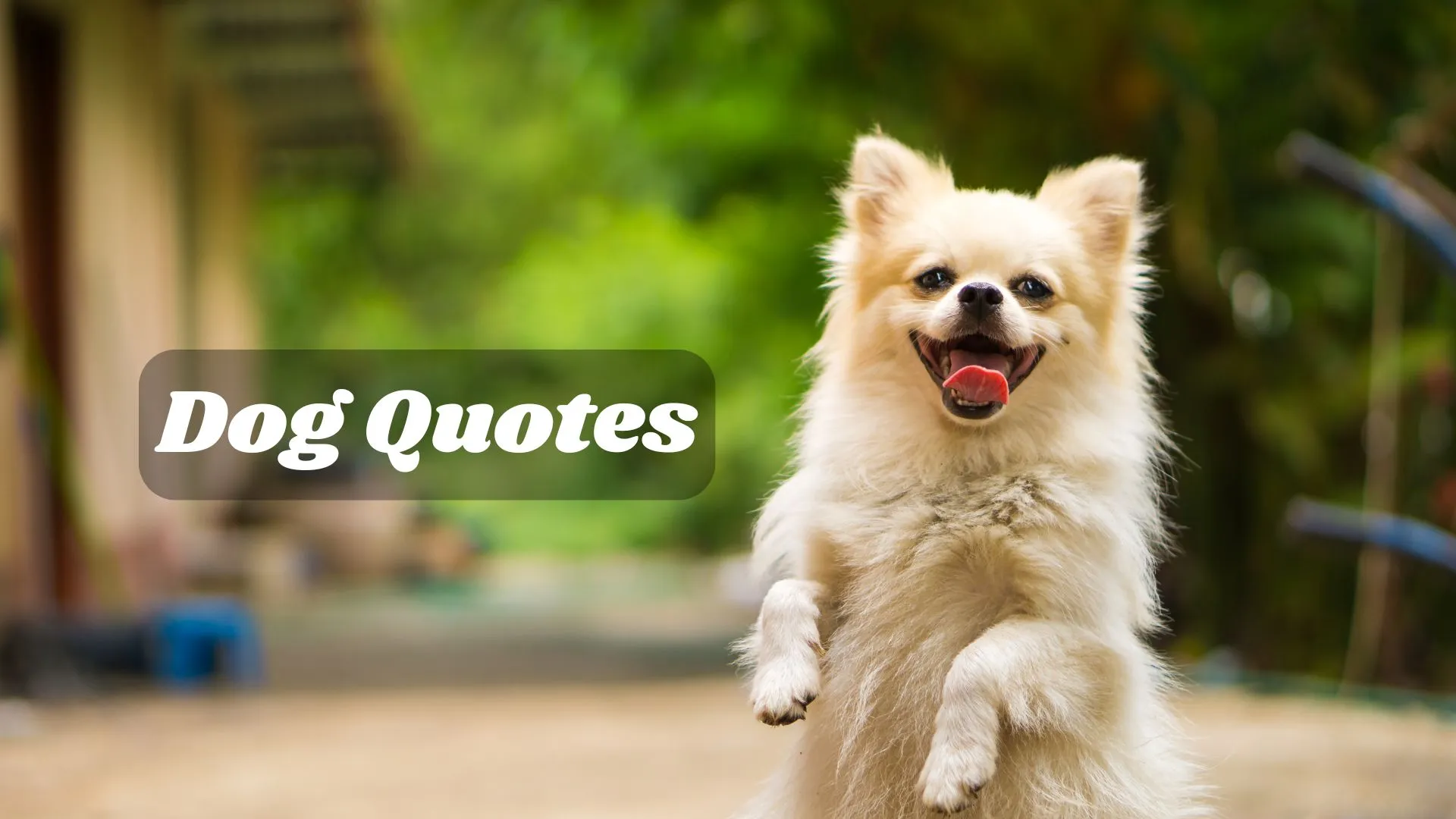 Dog Quotes