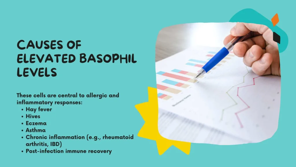 Causes of Elevated Basophil Levels