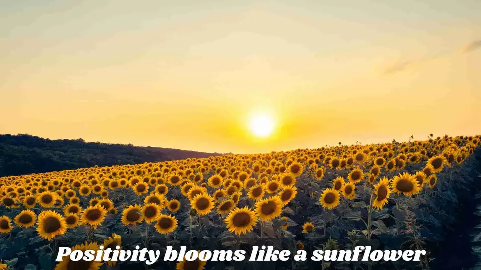 Positive Sunflower Quotes Short & Uplifting Sunflower Quotes