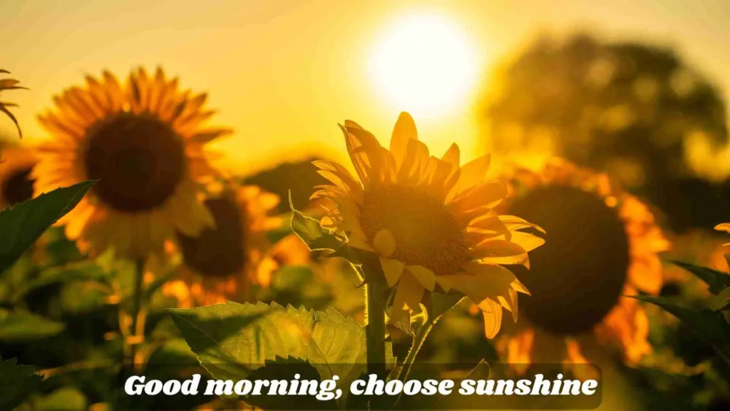 Sunflower Quotes for Instagram & Good Morning Quotes