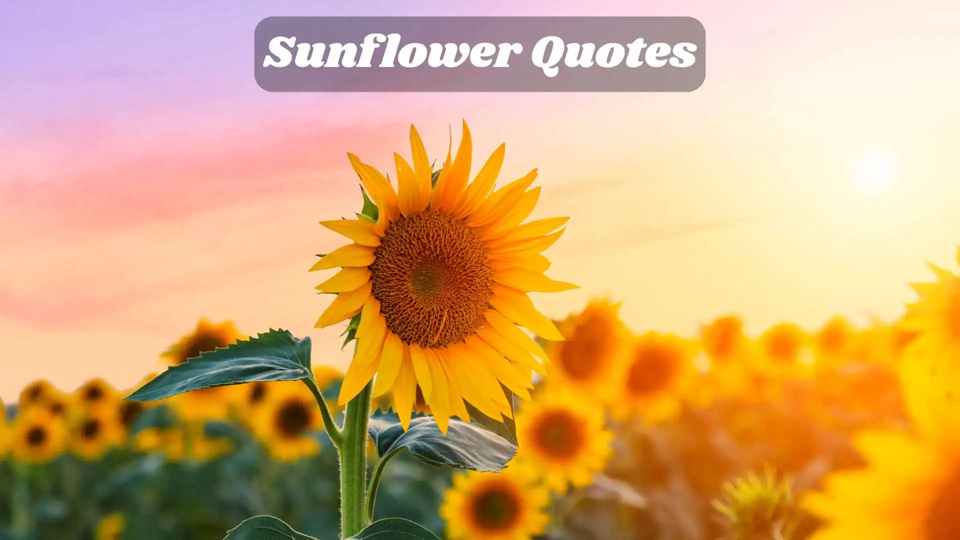 Sunflower Quotes